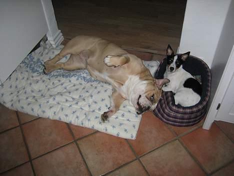 Engelsk bulldog Rosa billede 3