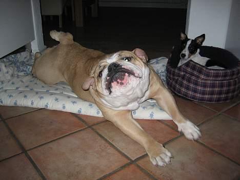 Engelsk bulldog Rosa billede 4