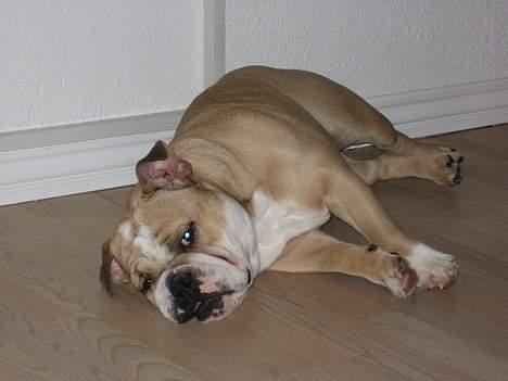 Engelsk bulldog Rosa billede 5