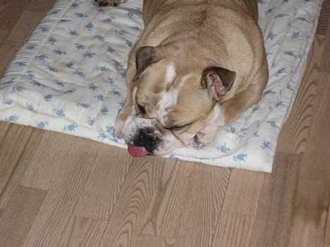 Engelsk bulldog Rosa billede 6