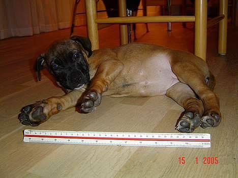 Blanding af racer Tøsen - Større var jeg ikk billede 5