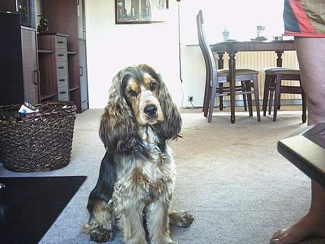 Cocker spaniel victor og max - er jeg ikke bare dejlig ja jeg kan jo sedde pænt ggg billede 5