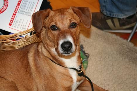 Østrigsk pinscher Lillekjær´s Lucie - Lucie 6 mdr. og 3 dage billede 17