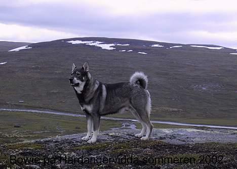 Jämthund Bowie - Bowie på vandretur i Norges land... billede 1