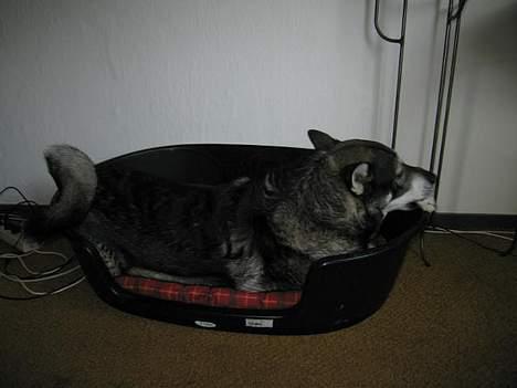 Jämthund Bowie - Bassen har taget vores Schäfers kurv på... =0) billede 2