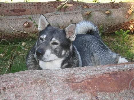 Jämthund Bowie - Babsen hviler sig under en skovtur i Klosterheden... billede 3