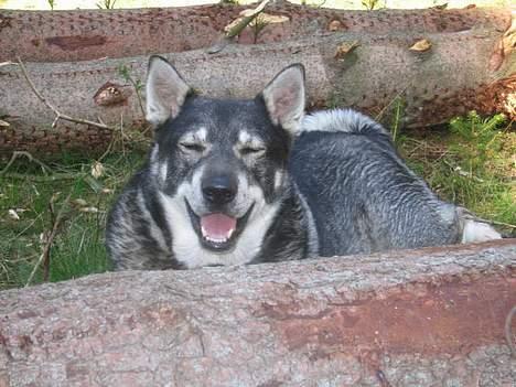 Jämthund Bowie - Bassen smiler til kameraet... billede 4