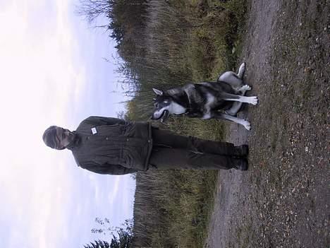 Jämthund Bowie - Bowie og Stina til deres første lydighedskonk... billede 5