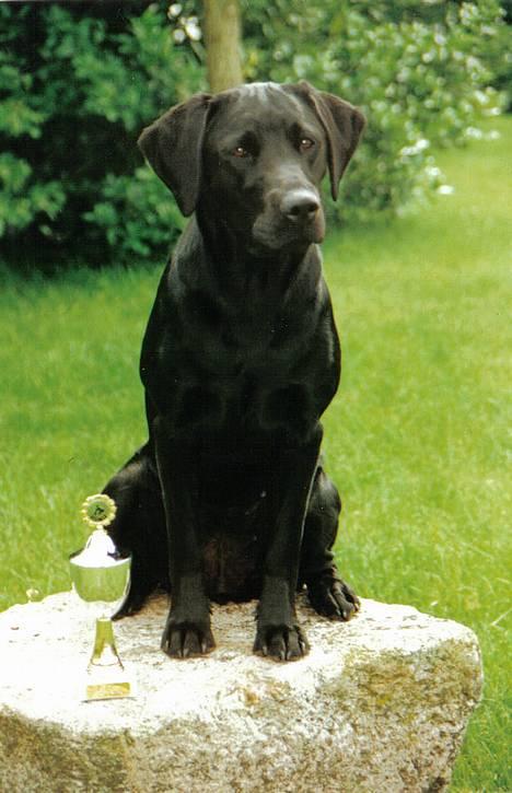 Labrador retriever Chica - Er jeg ikke fin?? Synes faktisk selv, at jeg ser ret godt ud...!! =0) billede 1