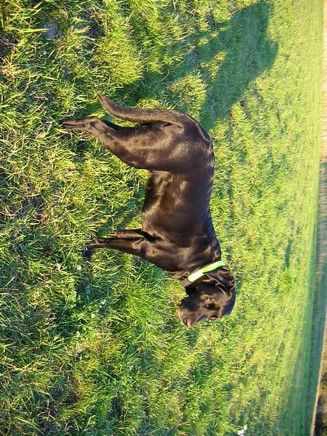 Labrador retriever Chica - Chica på marken... billede 2