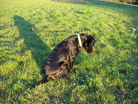Labrador retriever Chica - hmm... gad vide om der er nogen mus??? billede 3