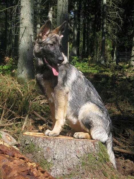 Schæferhund Ni-Busa's Djeannie - Djeannie på tur i Klosterheden.. billede 1