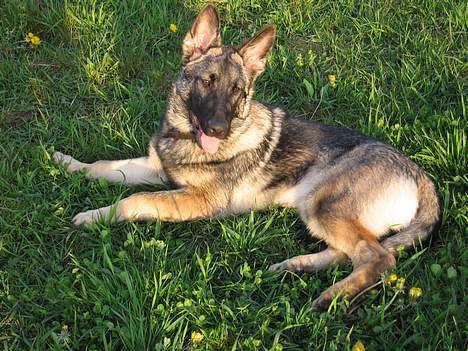 Schæferhund Ni-Busa's Djeannie - Mussen slapper af på marken, efter at have "mullet" de "store" hunde... billede 2