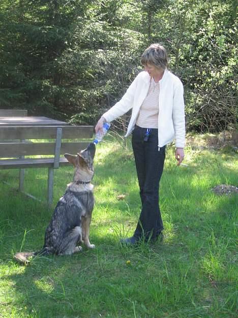 Schæferhund Ni-Busa's Djeannie - Her får jeg lige lidt at drikke af min moars flaske... billede 3