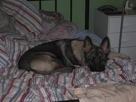 Schæferhund Ni-Busa's Djeannie - "Jeg må altså godt ligge i sengen!!" billede 4