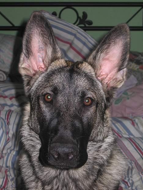 Schæferhund Ni-Busa's Djeannie - titi, bøh... Mit dejlige hovede... billede 5