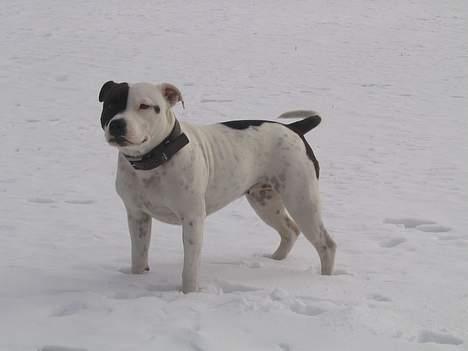 Staffordshire bull terrier Jeanty's staff Mira - Mira 11mdr billede 15