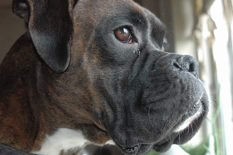 Boxer zep billede 3