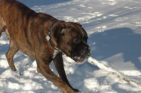 Boxer zep billede 4