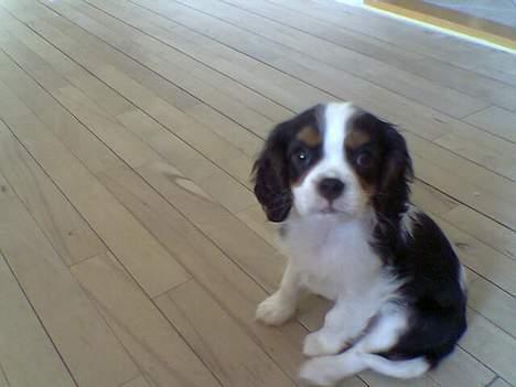 Cavalier king charles spaniel  Gibson  - Her var jeg ikke så gammel....men lige så sød :0) billede 6