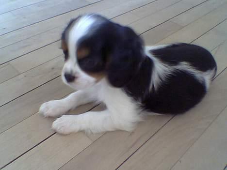 Cavalier king charles spaniel  Gibson  - Endnu et fra da jeg var lille hvalp. billede 7