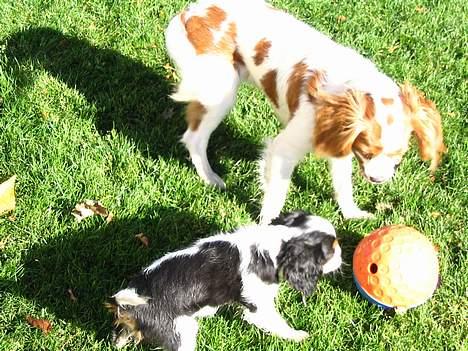 Cavalier king charles spaniel  Gibson  - Her er jeg på besøg hos min bedste legekammerat...det er bare så sjovt! billede 8