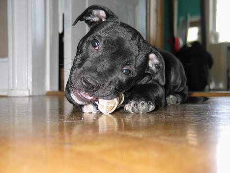 Staffordshire bull terrier Bono - Uhm købben billede 4