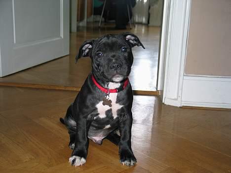 Staffordshire bull terrier Bono - !0 uger i dag billede 5