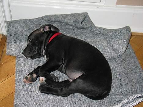 Staffordshire bull terrier Bono - Så er det tid til en lille lur billede 6