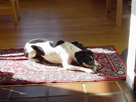 Dansk svensk gaardhund Sif - Sif nyder forårssolen billede 1