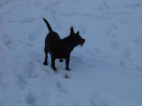 Dansk svensk gaardhund Sif - Sifs nye papsøster og legekammerat Molly billede 2