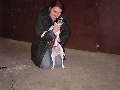 Dansk svensk gaardhund Sif - Da vi første gang mødte Sif billede 3