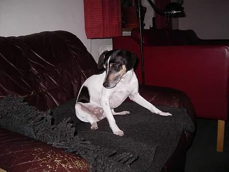 Dansk svensk gaardhund Sif - Sif nyankommet i sit nye hjem billede 4