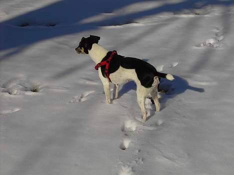 Dansk svensk gaardhund Sif - På luftetur i Mosen billede 5