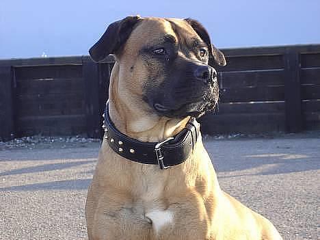 Blanding af racer Tøsen - nyder havet billede 6