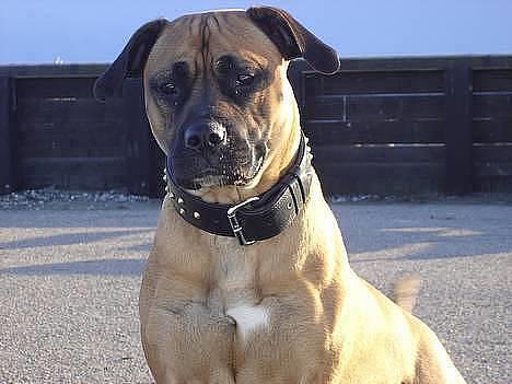 Blanding af racer Tøsen - nyder lidt mere af havet billede 7