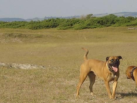 Blanding af racer Tøsen - på lyngen billede 8