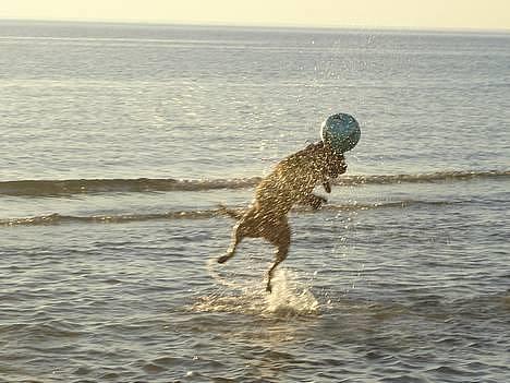 Blanding af racer Tøsen - leger med bold billede 9