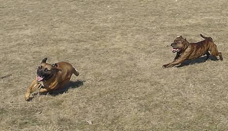 Blanding af racer Tøsen - hyggetur med bax billede 10