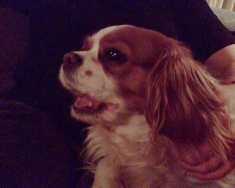 Cavalier king charles spaniel Frida - GAAAAAB!! billede 6