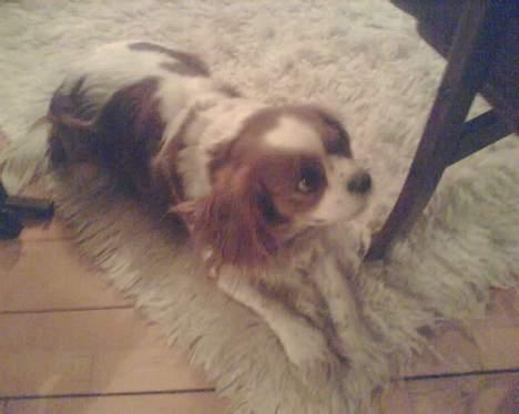 Cavalier king charles spaniel Frida - hun elsker bar at ligge op ad stolene ved siden af os billede 7