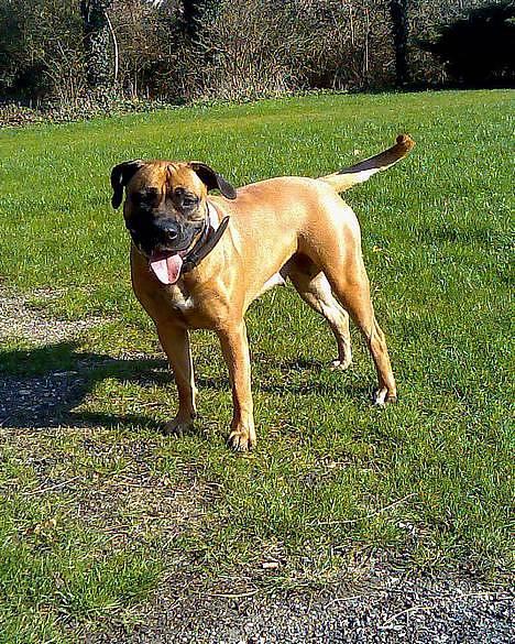 Blanding af racer Tøsen - nyder solen billede 11