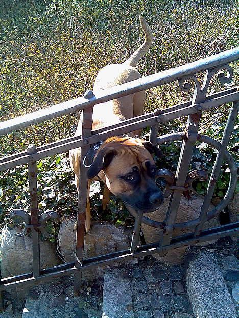 Blanding af racer Tøsen - hjælp jeg sidder fast hernede billede 12