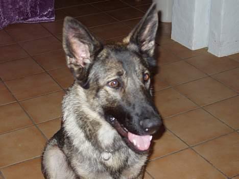 Schæferhund Amagers Asja - "Har i ikke noget mad?" billede 1