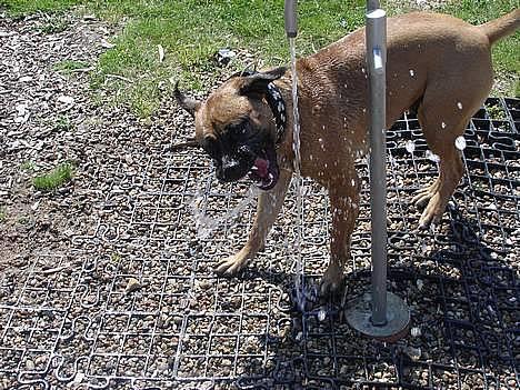 Blanding af racer Tøsen - leger med vandhanen billede 13