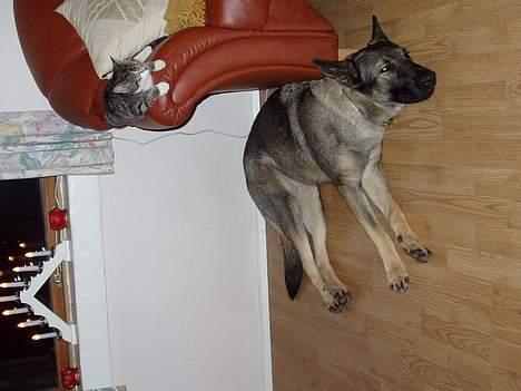 Schæferhund Amagers Asja - Skægt billed ikk? billede 2