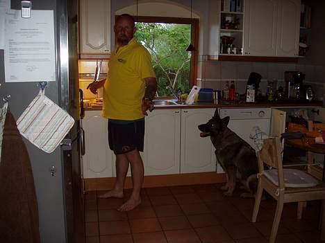 Schæferhund Amagers Asja - FAAAAR har du ikke noget mad? billede 3