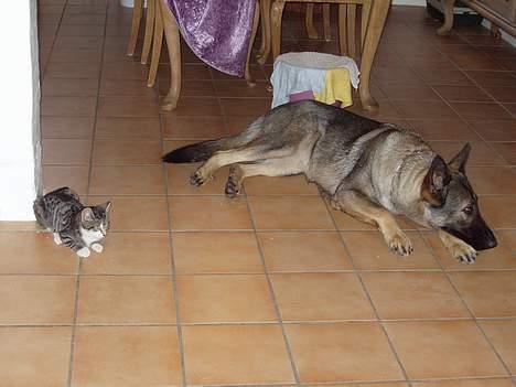 Schæferhund Amagers Asja - De var de bedste venner. billede 4