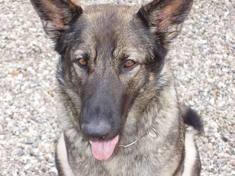 Schæferhund Amagers Asja - Er hun ikke dejlig>? billede 5