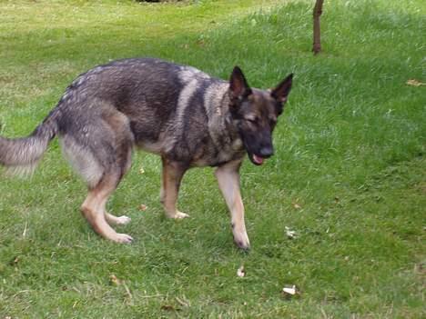 Schæferhund Amagers Asja - Leg med miiiig. ...   :) billede 6